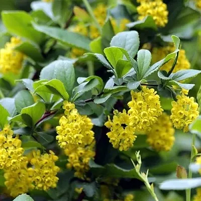 Барбарис корейский  Барбарис корейский в Набережных Челнах