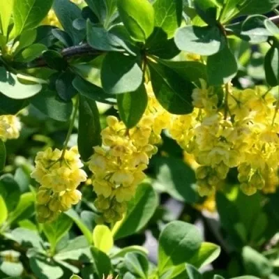 Барбарис ИНДИАН САММЕР   Барбарис ИНДИАН САММЕР  в Набережных Челнах