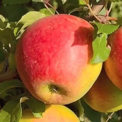 Яблоня САКАВИТА  Яблоня САКАВИТА в Набережных Челнах