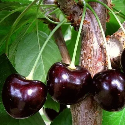 Черешня ДОНЕЦКИЙ УГОЛЁК  Черешня ДОНЕЦКИЙ УГОЛЁК в Набережных Челнах