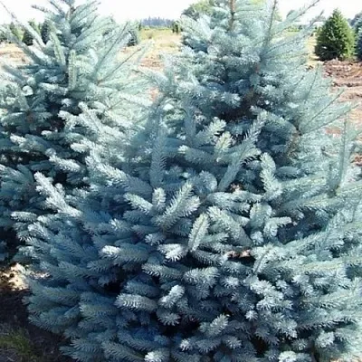 Ель ГЛАУКА колючая  Ель ГЛАУКА колючая в Набережных Челнах