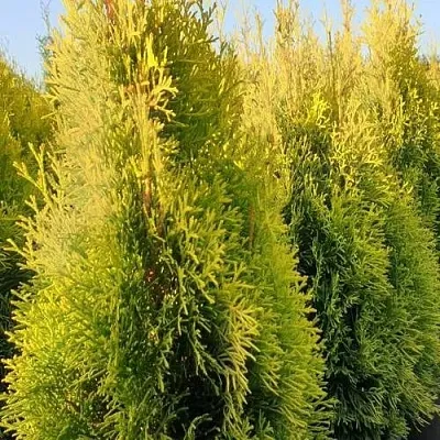Туя ГОЛДЕН СМАРАГД западная в Набережных Челнах
