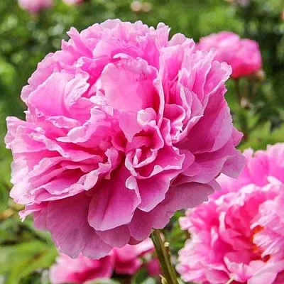 Пион АЛЕКСАНДР ФЛЕМИНГ травянистый  Пион АЛЕКСАНДР ФЛЕМИНГ травянистый в Набережных Челнах