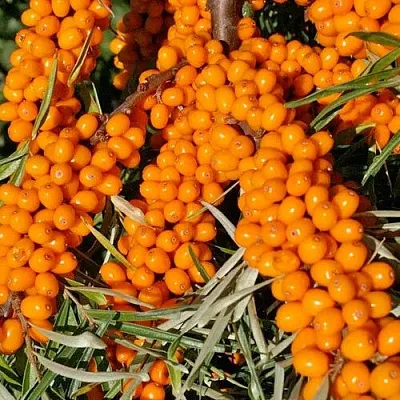 Облепиха ЕЛИЗАВЕТА  Облепиха ЕЛИЗАВЕТА в Набережных Челнах