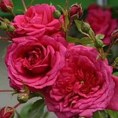 Саженцы роз ЛАГУНА плетистая  Саженцы роз ЛАГУНА плетистая в Набережных Челнах