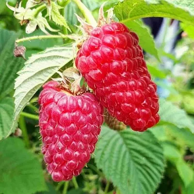 Малина ПШЕХИБА  Малина ПШЕХИБА в Набережных Челнах