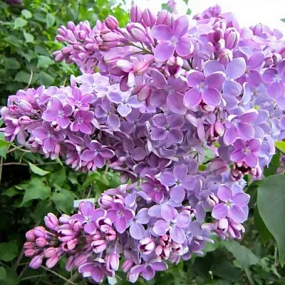 Сирень ОЛЯ в Набережных Челнах