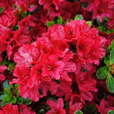 Азалия ХИНО КРИМСОН японская  Азалия ХИНО КРИМСОН японская в Набережных Челнах