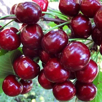 Вишня ЖУКОВСКАЯ  Вишня ЖУКОВСКАЯ в Набережных Челнах