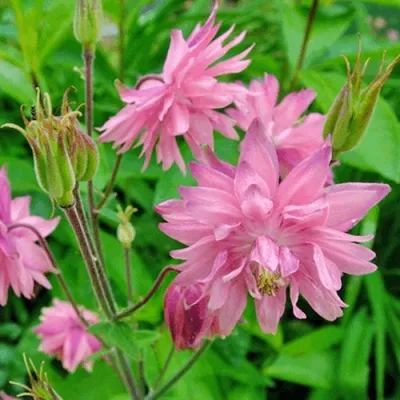 Аквилегия БАРЛОУ ПИНК гибрид МакКаны — описание сорта Аквилегия БАРЛОУ ПИНК гибрид МакКаны в Набережных Челнах