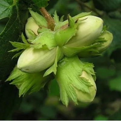 Фундук ТАМБОВСКИЙ ПОЗДНИЙ  Фундук ТАМБОВСКИЙ ПОЗДНИЙ в Набережных Челнах