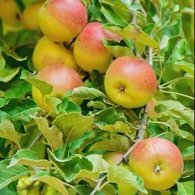 Яблоня ПАМЯТЬ БЛЫНСКОГО колонновидная в Набережных Челнах