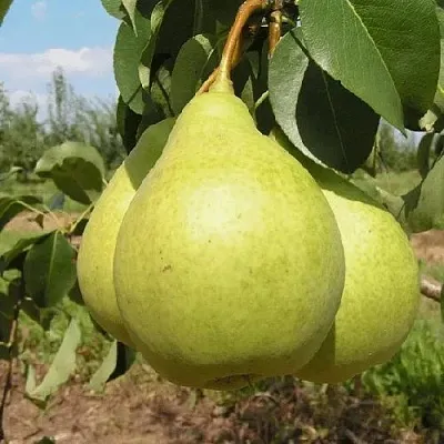 Груша МЕДОВАЯ колонновидная  Груша Медовая Колонновидная в Набережных Челнах