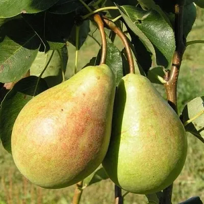 Груша ДУХМЯНАЯ в Набережных Челнах
