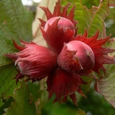 Фундук МОСКОВСКИЙ РУБИН  Фундук МОСКОВСКИЙ РУБИН в Набережных Челнах