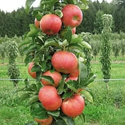 Яблоня ЯНТАРНОЕ ОЖЕРЕЛЬЕ колонновидная в Набережных Челнах