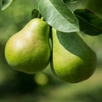 Груша Г-1 колонновидная  Груша Г-1 колонновидная в Набережных Челнах