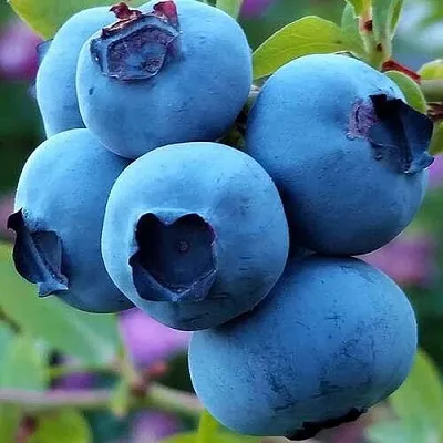 Голубика  Голубика в Набережных Челнах