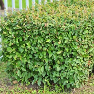 Кизильник блестящий в Набережных Челнах