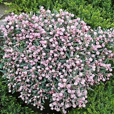 Андромеда БЛЮ АЙС многолистная  Андромеда БЛЮ АЙС многолистная в Набережных Челнах