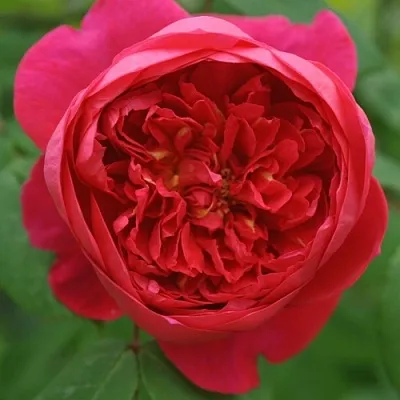 Саженцы роз БЕНДЖАМИН БРИТТЕН шраб  Саженцы роз БЕНДЖАМИН БРИТТЕН шраб в Набережных Челнах