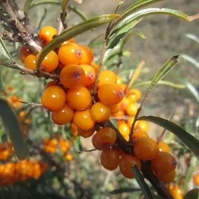 Облепиха СУДАРУШКА  Облепиха СУДАРУШКА в Набережных Челнах