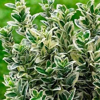 Бересклет  Бересклет в Набережных Челнах