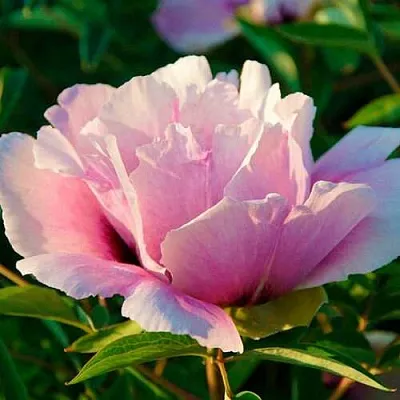 Пион ВРАТА ХРАМА древовидный   Пион ВРАТА ХРАМА древовидный  в Набережных Челнах