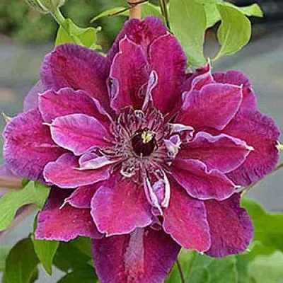 Клематис МАЙ БЬЮТИ в Набережных Челнах