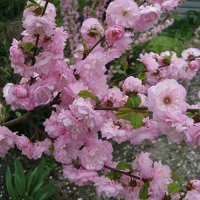 Миндаль ТРЁХЛОПАСТНЫЙ (луизеания)  Миндаль ТРЁХЛОПАСТНЫЙ (луизеания) в Набережных Челнах