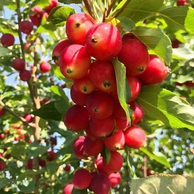 Яблоня КИТАЙКА ДОЛГО декоративная в Набережных Челнах