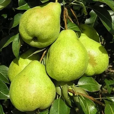 Груша АВГУСТОВСКАЯ РОСА в Набережных Челнах