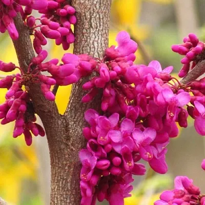 Церцис  Церцис в Набережных Челнах