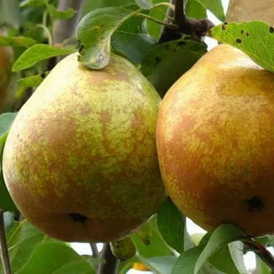 Груша БЕЛОРУСКА в Набережных Челнах