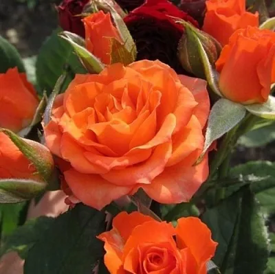 Саженцы роз АЛЕГРИЯ спрей  Саженцы роз АЛЕГРИЯ спрей в Набережных Челнах