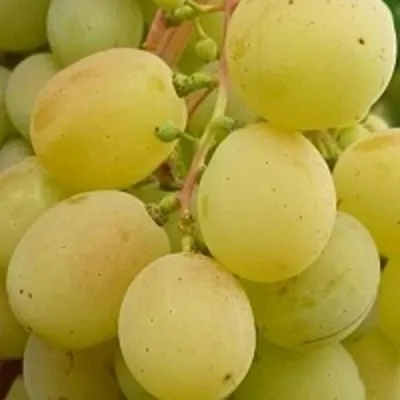 Виноград ТАЛИСМАН в Набережных Челнах