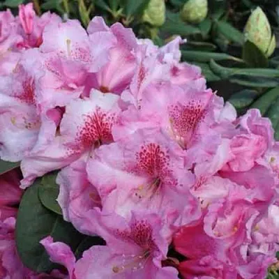 Рододендрон КЛАУДИУС в Набережных Челнах