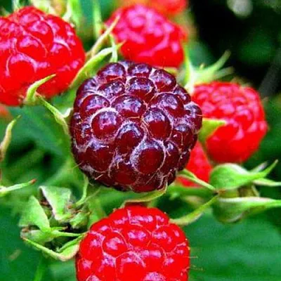 Княженика  Княженика в Набережных Челнах