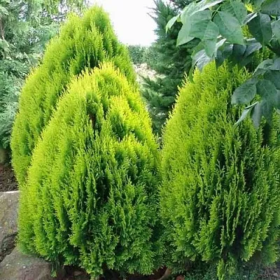 Туя восточная в Набережных Челнах