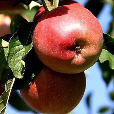 Яблоня АНТЕЙ КИЕВСКИЙ колонновидная в Набережных Челнах