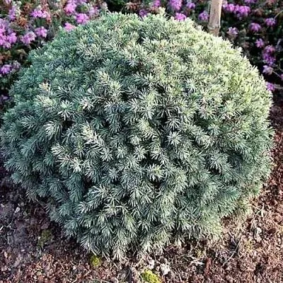 Ель ЭХИНИФОРМИС сизая  Ель ЭХИНИФОРМИС сизая в Набережных Челнах