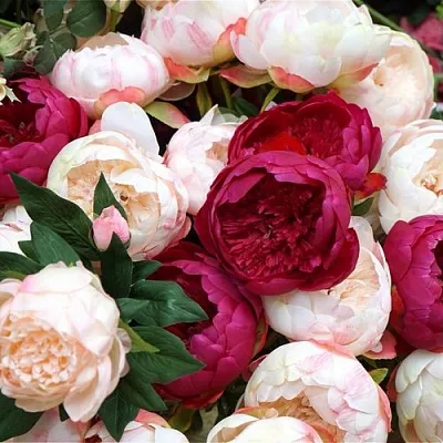 Пионы  Пионы в Набережных Челнах