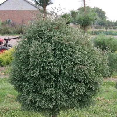 Туя вересковидная в Набережных Челнах