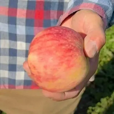 Яблоня ВАСЮГАН колонновидная в Набережных Челнах