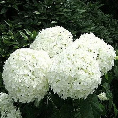 Гортензия АННАБЕЛЬ древовидная  Гортензия АННАБЕЛЬ древовидная в Набережных Челнах