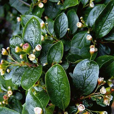 Кизильник  Кизильник в Набережных Челнах