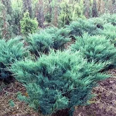 Можжевельник БЛЮ ДАНУБ казацкий  Можжевельник БЛЮ ДАНУБ казацкий в Набережных Челнах