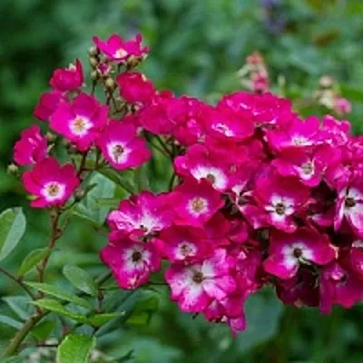 Саженцы роз МАРДЖОРИ ФЕЙР полиантовая  Саженцы роз МАРДЖОРИ ФЕЙР полиантовая в Набережных Челнах