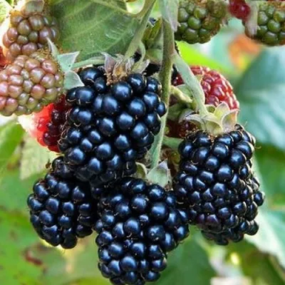 Ежевика ОУАЧИТА бесшипная — описание сорта Ежевика ОУАЧИТА бесшипная в Набережных Челнах