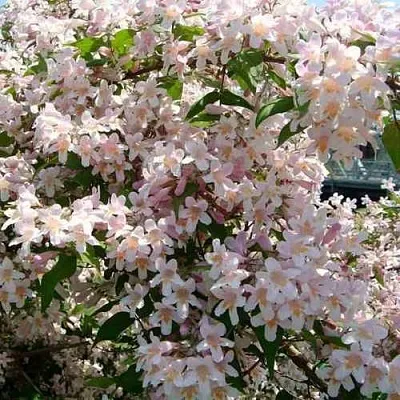 Кольквиция  Кольквиция в Набережных Челнах